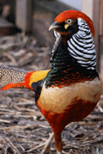 am gold pheasant